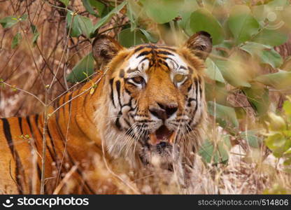 Tiger- Bamera, Panthera tigris, Bandhavgrh Tiger Reserve, Madhya Pradesh,