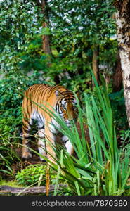 Tiger. Beautiful Tiger Portrait