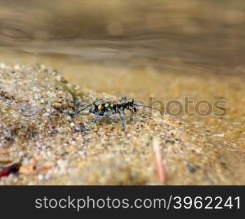 Tiger beetle - Cosmodela aurulenta on ground close up