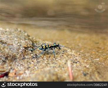 Tiger beetle - Cosmodela aurulenta on ground close up