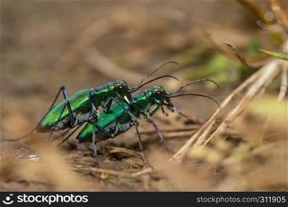 Tiger beetle mating, Kas Plateau, Satara, Maharashtra, India.. Tiger beetle mating, Kas Plateau, Satara, Maharashtra, India