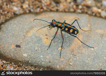 Tiger beetle or Cosmodela aurulenta on ground close up