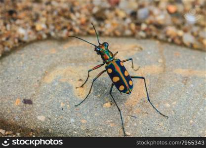 Tiger beetle or Cosmodela aurulenta on ground close up