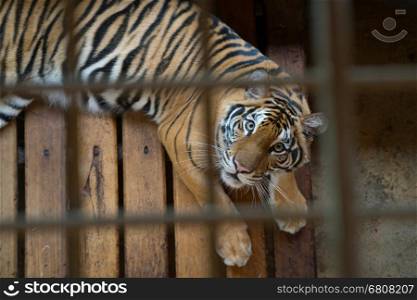 tiger behind bars in a zoo cage&#xA;