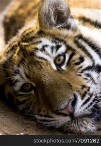 Tiger close-up portrait