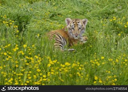 Tiger cub in deep grass and yellow flowers. Tiger Cub