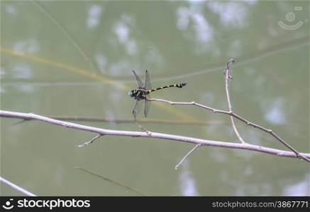 Tiger Dragonfly on branch in tropical forest