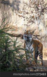 Tiger eating, Tiger is showing food hunting behavior in zoo