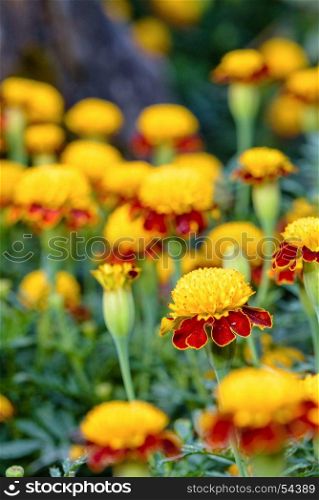Tiger Eye French Marigold. Beautiful group yellow and red flowers of Tiger Eye Marigold or Tagetes Patula in plantation