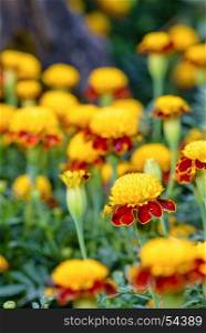 Tiger Eye French Marigold. Beautiful group yellow and red flowers of Tiger Eye Marigold or Tagetes Patula in plantation
