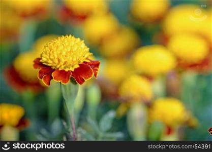 Tiger Eye French Marigold. Closeup beautiful group yellow and red flowers of Tiger Eye Marigold or Tagetes Patula in plantation