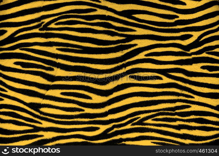 Tiger fur background texture close up view. Tiger fur background texture