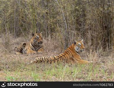 Tiger Gabbar and Maya, Panthera tigris, Tadoba, Maharashtra, India