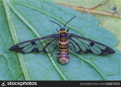 tiger grass borer moth (wasp moth) on a leaf