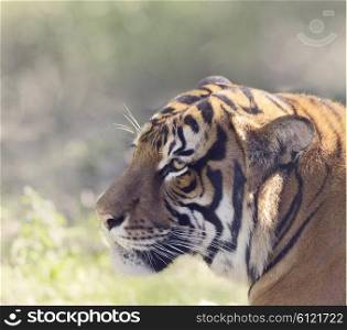 Tiger Head,Close Up Shot