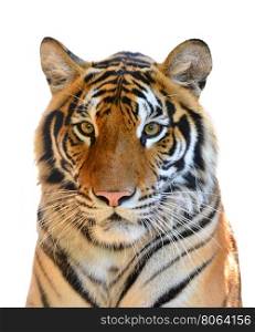 tiger head isolated on white background