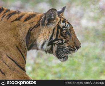 Tiger headshot, Panthera tigris, Ranthambhore, Rajasthan, India