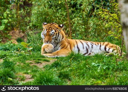 Tiger in forest. Tiger in the nature