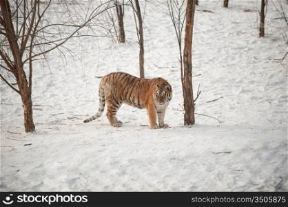 Tiger In The Snow And Trees