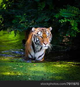 Tiger in water.