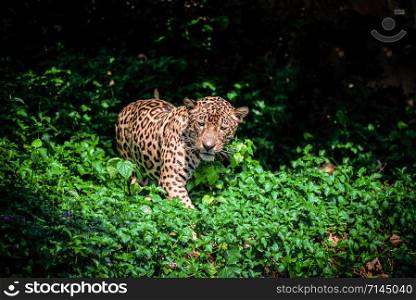 Tiger leopard jaguar animal wildlife hunting