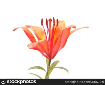 Tiger Lily on a white background