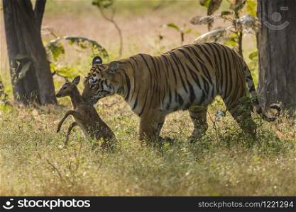 Tiger Maya with stag Kill, Panthera tigris, Tadoba, India,