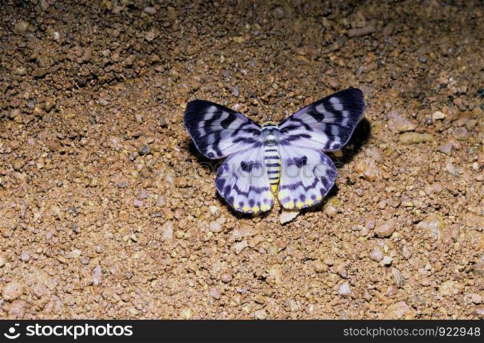 Tiger Moth.