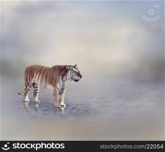 Tiger Near Water with Reflection