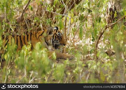 Tiger (Panthera tigris) cub hiding in a bush in a forest, Ranthambore National Park, Rajasthan, India
