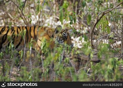 Tiger (Panthera tigris) cub in a forest, Ranthambore National Park, Rajasthan, India