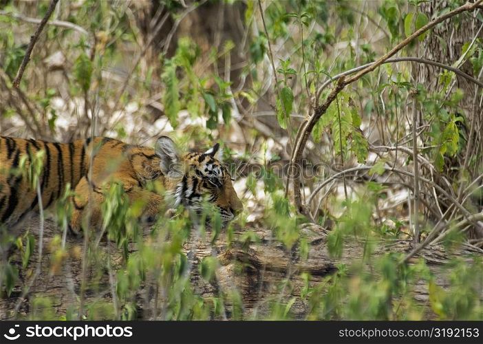 Tiger (Panthera tigris) cub resting in a forest, Ranthambore National Park, Rajasthan, India
