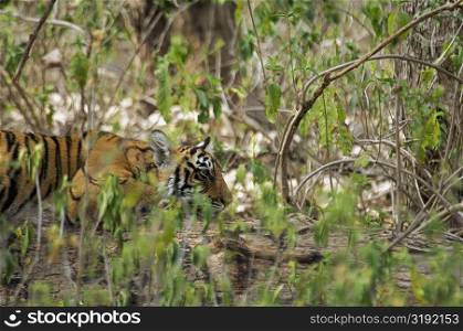 Tiger (Panthera tigris) cub resting in a forest, Ranthambore National Park, Rajasthan, India