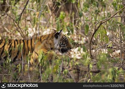 Tiger (Panthera tigris) cub sleeping in a forest, Ranthambore National Park, Rajasthan, India