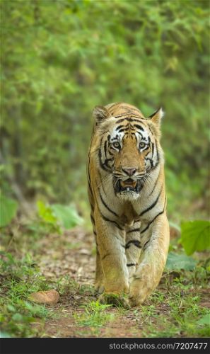 Tiger, Panthera tigris, Jim Corbett National Park, Nainital?, Uttarakhand, India