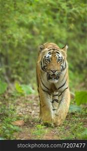 Tiger, Panthera tigris, Jim Corbett National Park, Nainital?, Uttarakhand, India