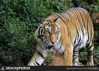 tiger, panthera tigris walking in the zoo