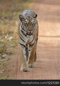 Tiger, Panthera tigris walking on road towards camera, India