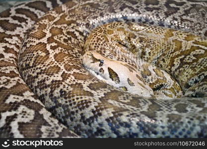 Tiger python  Latin Python molurus  is a large non-venomous snake from the genus of real pythons in a terrarium 