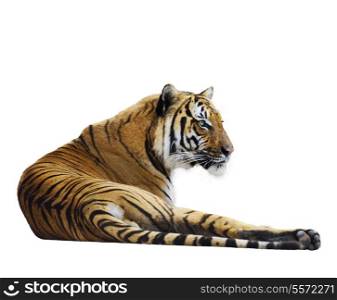 Tiger Relaxing ,Isolated On White Background