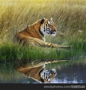Tiger Relaxing On Grassy Bank With Reflection In Water