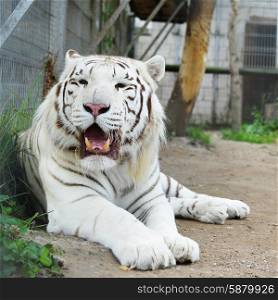 Tiger resting in cage of zoo