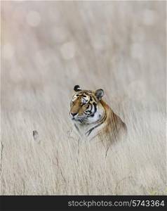 Tiger Resting In The Grass