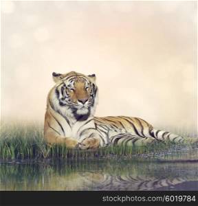 Tiger Resting Near a Pond