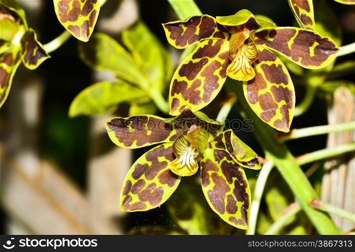 tiger&rsquo;s orchids