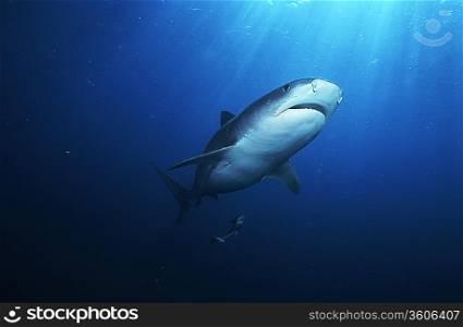 Tiger Shark (galelcerdo cuvieri), underwater view