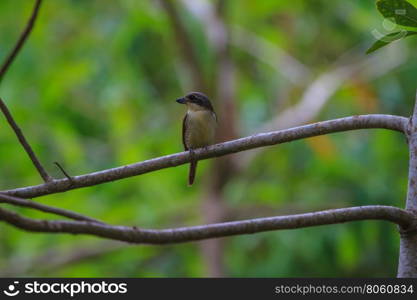 Tiger Shrike (Lanius tigrinus) standing on a branch in nature