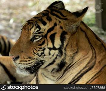 Tiger sitting in grass