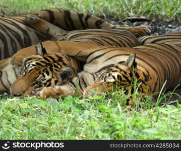 Tiger sitting in grass