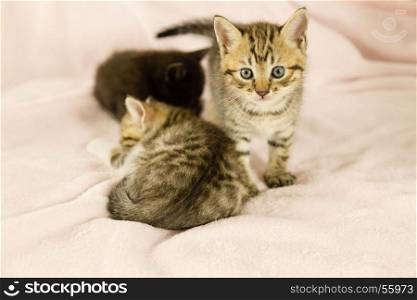 Tiger striped kitten on pink blanket with kittens in background